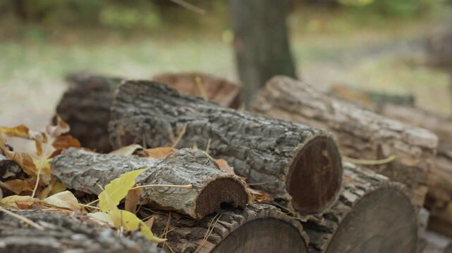 stacked firewood logs in forest, autumn leaves scattered, bark texture and cut rings visible, split birch and oak rounds piled near tree trunk, cool overcast light, rustic backyard scene suggesting