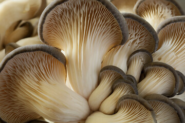Oyster mushrooms close-up. Mushroom background.