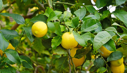 Yellow citrus lemon fruits and green leaves on lemon tree branch in sunny garden. Close-up of lemons hanging from a tree in a lemon grove.