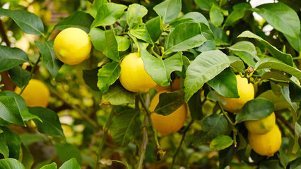 Yellow citrus lemon fruits and green leaves on lemon tree branch in sunny garden. Close-up of lemons hanging from a tree in a lemon grove. © Yuliya