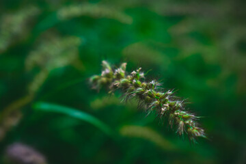 Fototapeta premium Softly lit wild grass seed heads in a lush green field, capturing natural texture, calmness, and organic beauty