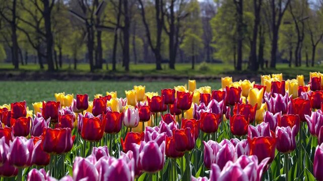 Aerial video captures vibrant tulip fields and traditional windmills in a Dutch landscape, showcasing rows of colorful flowers from a high angle.
