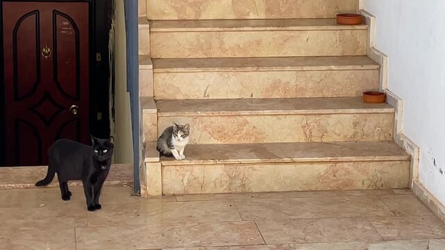 Two cats on marble staircase in sunlight, with bowls. Outdoor setting with textured background