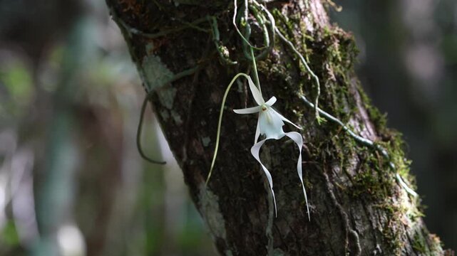 orquidea fantasma