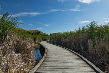 ニュージーランド　ホークス・ベイ地方にある湿地保護区のペカペカ・リージョナルパーク