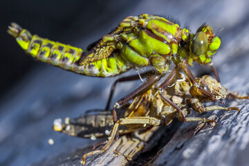 Gomphe à pattes noires aux ailes en développement. © Patrick