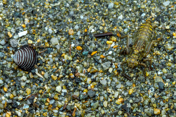 Une larve de gomphe à pattes noires et un coquillage. © Patrick