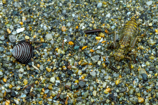 Une larve de gomphe &agrave; pattes noires et un coquillage.