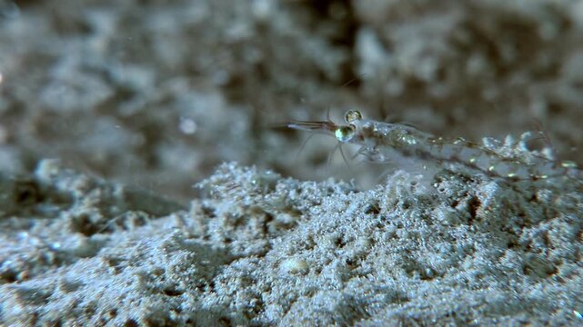 An Antarctic krill moves across a sandy seabed. Watch the small shrimp-like crustacean as it navigates the cold waters of the Southern Ocean near Antarctica searching for food.