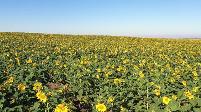 Aerial Sunflower Fields near Hafetz Haim Israel Blooming

Drone footage shows blooming sunflower fields near Hafetz Haim Israel on 20 January 2026 day
