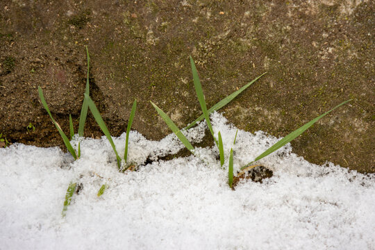 Green grass emerging through melting snow
