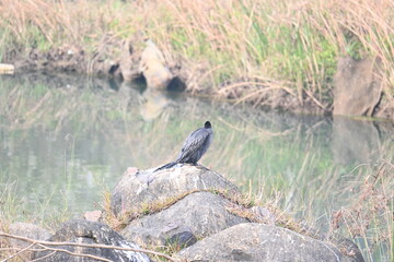 Little cormorant or Microcarbo niger. It is a member of cormorant family of seabirds. It is...