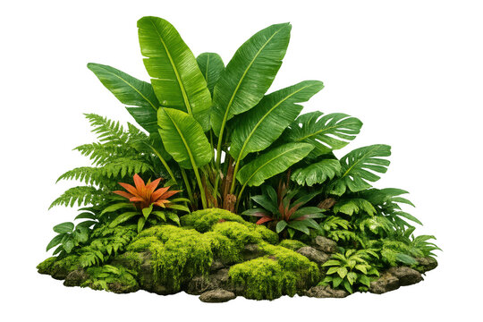 Tropical rainforest plants growing on mossy rocks with lush green foliage, banana leaves, monstera, and ferns on transparent background