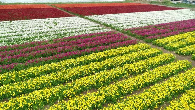 Aerial Buttercup Fields Be'er Tuvia Israel Colorful Bloom

Drone footage shows buttercup flower fields Be'er Tuvia Israel on 20 January 2026 blooming season
