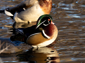 Wood Duck