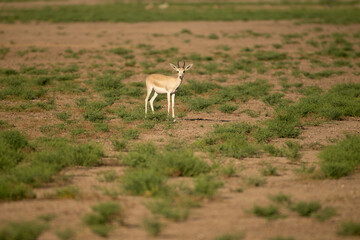 Lone Arabian sand gazelle standing and staring