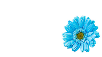 青く着色されたガーベラのマクロ 背景透過素材