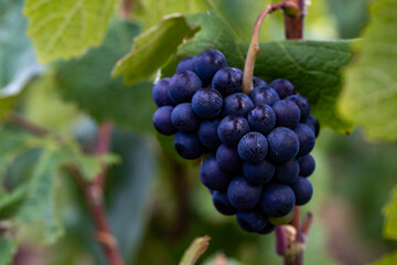 Epernay, Marne, Grand-Est, France, August, 28th, 2025, Champagne Area, Detailed image of grape cluster, Intricate details highlighting textured skin and delicate bloom of fresh grape clusters