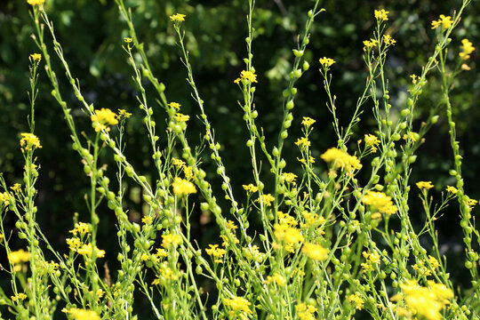 Bunias orientalis grows in nature