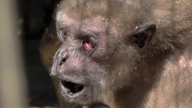 Gibbon Monkey Hanging and Moving