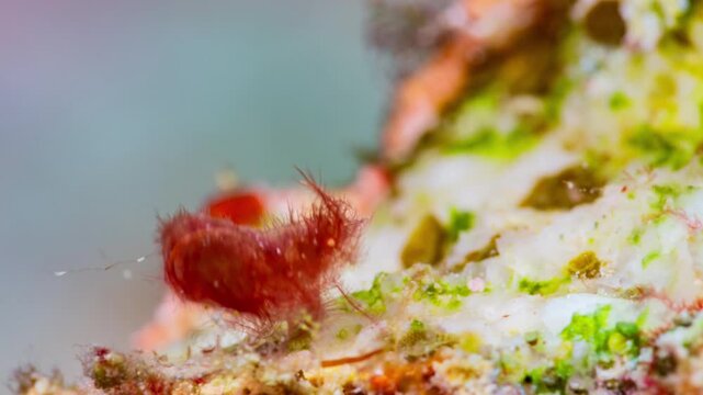 Underwater Macro shot of tiny Hairy Shrimp camouflaged to look like a tuft of red algae.
