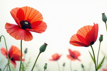 Obraz premium Vibrant red poppy blooms, delicate petals, white background, flower, blossom