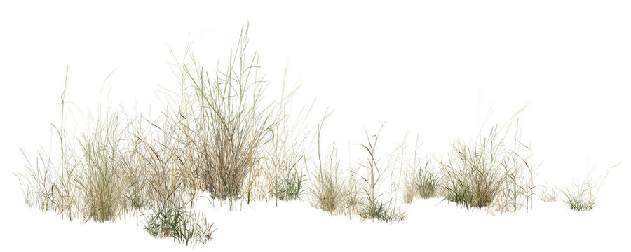 green grass isolated on white/Dry wild grass clumps isolated on a white background, natural botanical texture for design and landscape concepts.