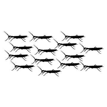 Multiple insects gathered together in a formation on a white background