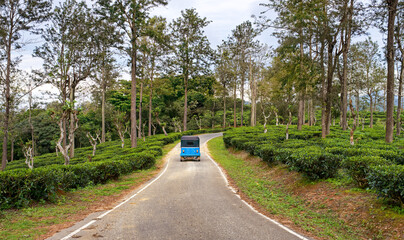 Tuktuk taxi travels along winding road through highland tea plantations of Sri Lanka