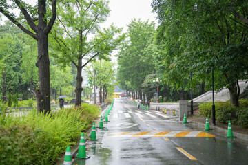 Fototapeta premium A rainy day in a city with a tree-lined street. The street is wet and there are yellow and white lines on the road