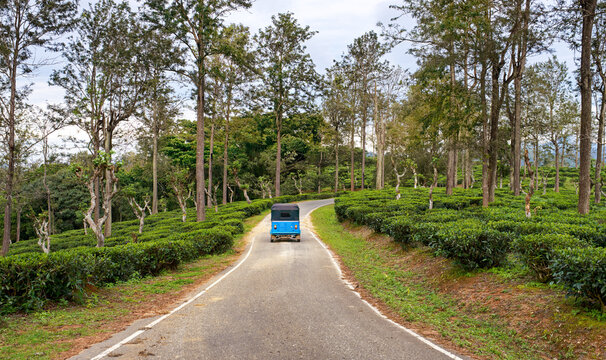 Tuktuk taxi travels along winding road through highland tea plantations of Sri Lanka