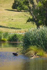 ニュージーランド　ホークス・ベイ地方にあるペカペカ・リージョナルパークの湿地の風景