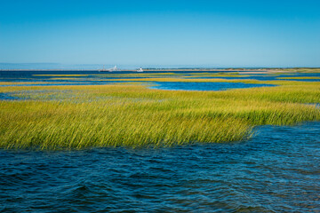 Reeds in the bay near Provincetown