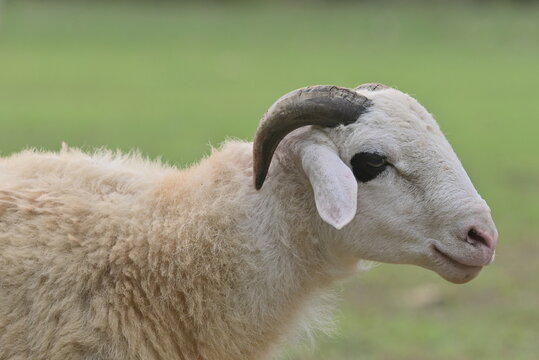 white sheep with horns close-up portrait on green. - Powered by Adobe