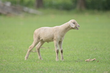 Obraz premium White lamb standing in green pasture.