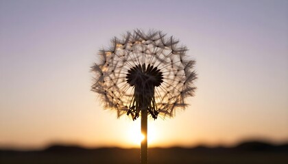 Close-up silhouette of a dandelion seed head against a soft sunset sky