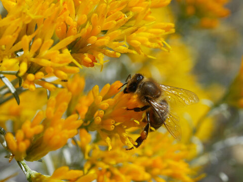 Honey Bee Feeding on Yellow Rabbitbrush Flowers in Early Fall, Colorado