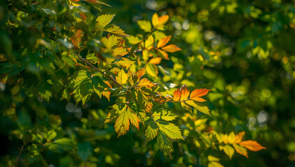 Forest Leaves Close-up