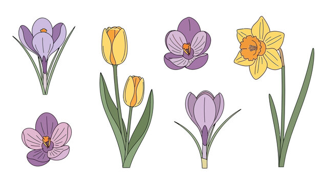 Colorful Spring Flowers Crocuses Tulips and Daffodils in Bloom.