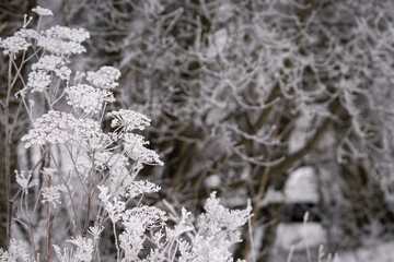 Delicate hoarfrost on dried wildflowers creating an elegant winter nature background with copy space. Frost-covered wild umbel flowers standing against a soft, blurred winter woodland background. 