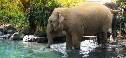 Elephants in the rainforest. Asian elephants enter the water. Side view, photo in motion