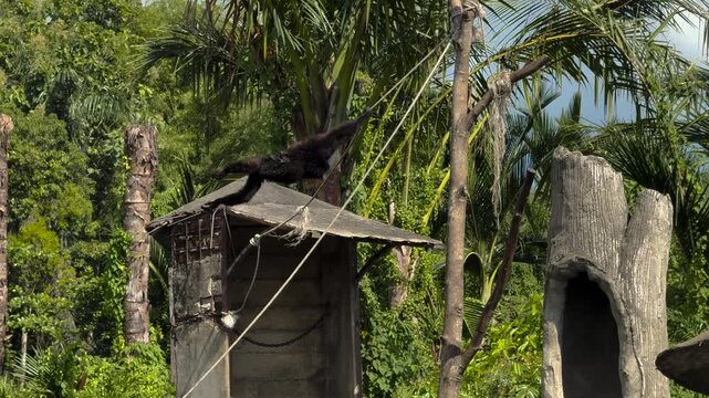Gibbon Monkey Hanging and Moving