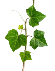 Close-up of vibrant green ivy leaves climbing a slender brown stem against a pure black background.