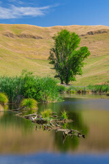 ニュージーランド　ホークス・ベイ地方にある湿地保護区のペカペカ・リージョナルパーク