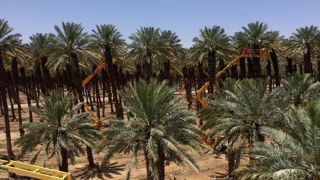 Date Palm Harvest Aerial Drone Footage Dead Sea

Aerial drone shows date palm harvest machinery 1.1.2026 Israel

