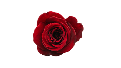 赤い薔薇の花 マクロ撮影 背景透過素材