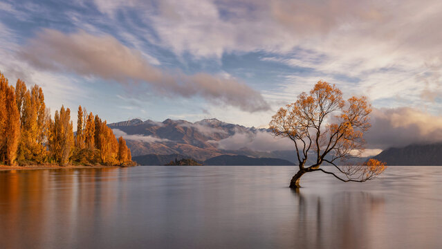Autumn sunrise at the iconic Wanaka Tree, Lake Wanaka, with golden poplars, mountains and clouds