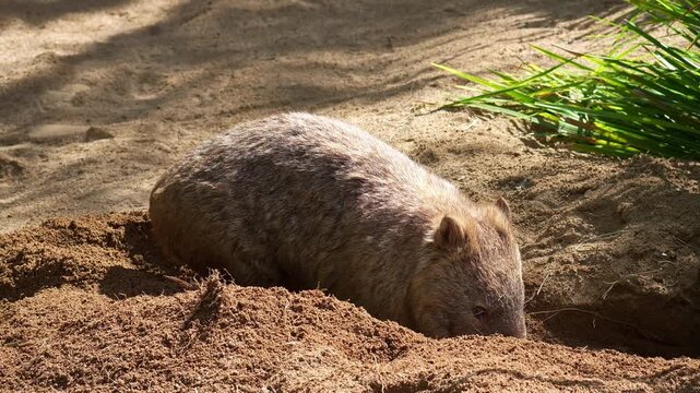 A cute Common wombat (Vombatus ursinus) actively digging a burrow in the sandy ground with its powerful forepaws and kicking loose dirt behind it with the hind legs under the sun, close up shot.