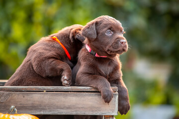 Obraz premium Cute brown puppy sitting next to pumpkins outdoors in autumn sunlight. Adorable baby dog with fall harvest concept and natural background.