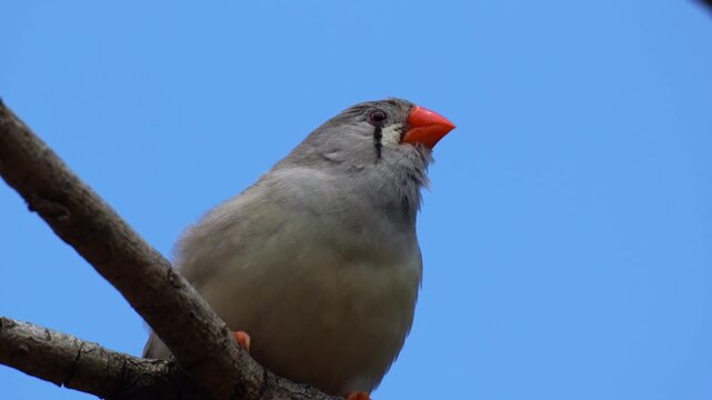 A female zebra finch (Taeniopygia guttata) perched on a branch against a clear blue sky, looks around its surroundings, close up shot.